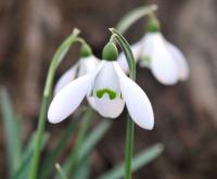 Galanthus Neil Fraser